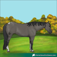 Horse Color:Grullo Tobiano