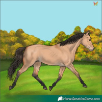 Horse Color:Bay Dun 