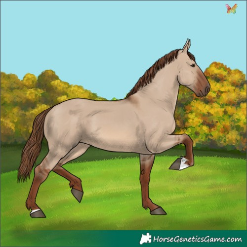Horse Color:Red Dun 