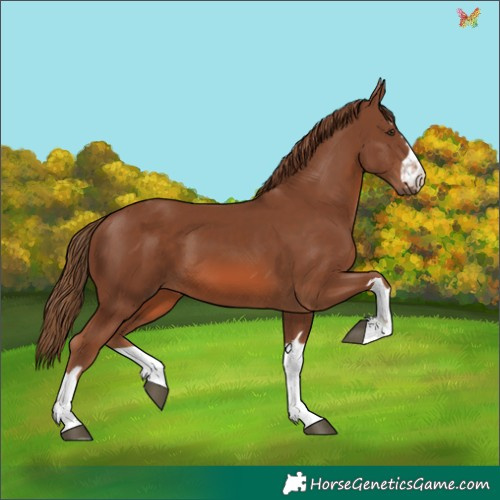 Horse Color:Chestnut 