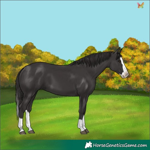 Horse Color:Smoky Black Splash