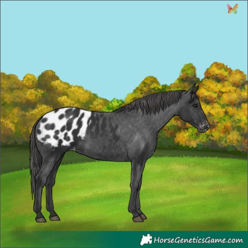 Horse Color:Black Appaloosa 