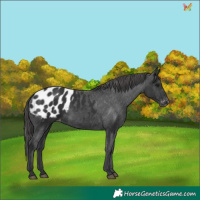 Horse Color:Black Appaloosa 
