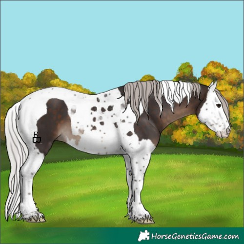 Horse Color:Silver Brown Splash Tobiano 
