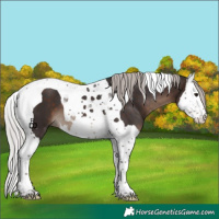 Horse Color:Silver Brown Splash Tobiano