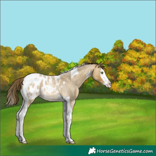 Horse Color:Sable Cream Champagne Roan Splash Tobiano Appaloosa 