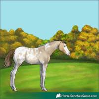 Horse Color:Sable Cream Champagne Roan Splash Tobiano Appaloosa 