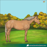 Horse Color:Chestnut Rabicano 