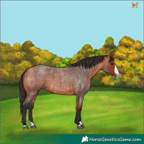 Horse Color:Bay Roan Splash