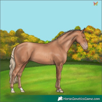 Horse Color:Gold Champagne 
