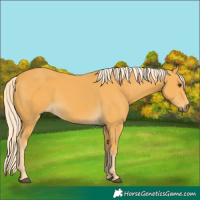 Horse Color:Palomino 