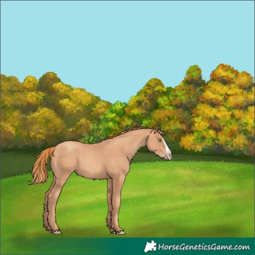 Horse Color:Gold Champagne Splash 