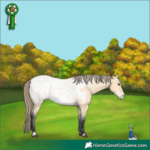 Horse Color:Buckskin Appaloosa 