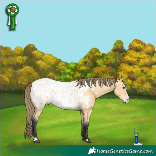 Horse Color:Buckskin Appaloosa 