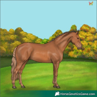 Horse Color:Chestnut 