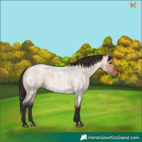 Horse Color:Bay Roan Dun 
