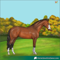 Horse Color:Bay 