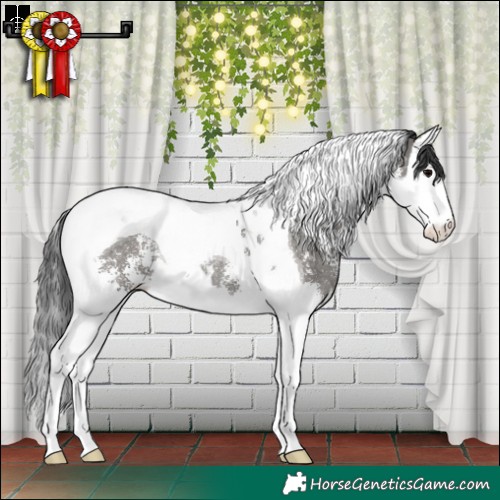 Horse Color:Grullo Sabino Splash Tobiano Rabicano 