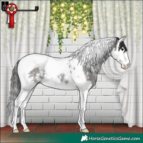 Horse Color:Grullo Sabino Splash Tobiano Rabicano 