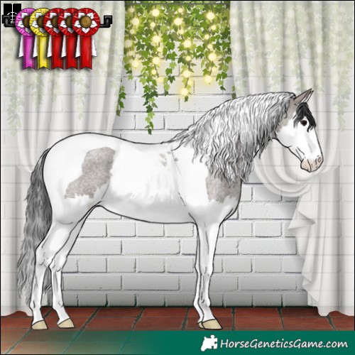 Horse Color:Grullo Roan Splash Tobiano Rabicano 