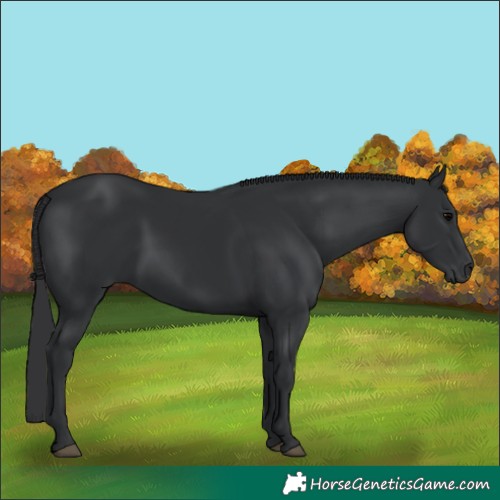 Horse Color:Black 
