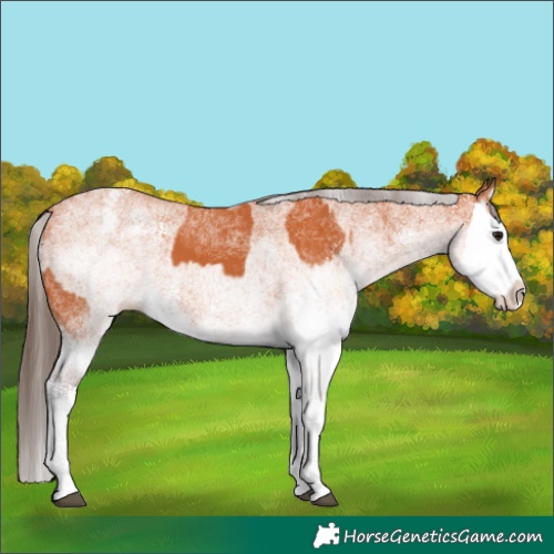 Horse Color:White Spotted Bay Splash and White Spotted Bay Splash Appaloosa