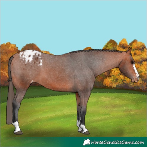 Horse Color:Bay Appaloosa 