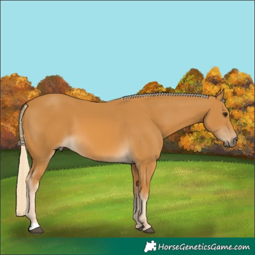 Horse Color:Palomino 