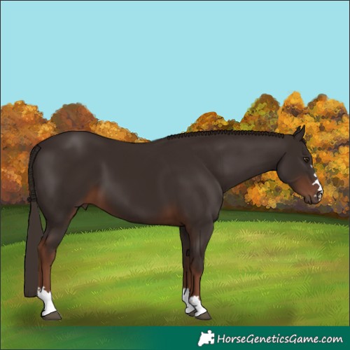 Horse Color:Liver Chestnut 