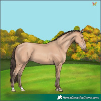 Horse Color:Amber Champagne 