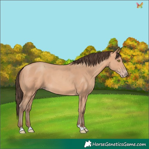 Horse Color:Amber Champagne 