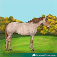 Horse Color:Red Roan 
