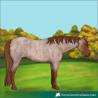 Horse Color:Red Roan 
