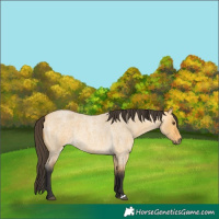 Horse Color:Buckskin Roan Dun 