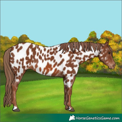 Horse Color:Chestnut Near Leopard 