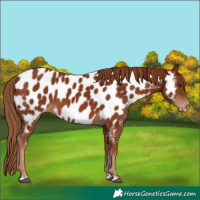 Horse Color:Chestnut Near Leopard 