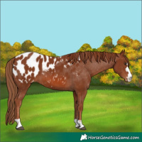 Horse Color:Chestnut Blanket 