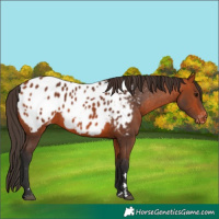 Horse Color:Bay Blanket 
