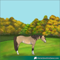 Horse Color:Buckskin Dun 