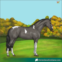 Horse Color:Grullo Tobiano