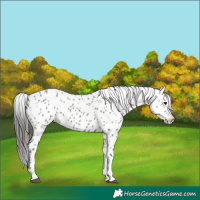 Horse Color:Grullo Leopard 