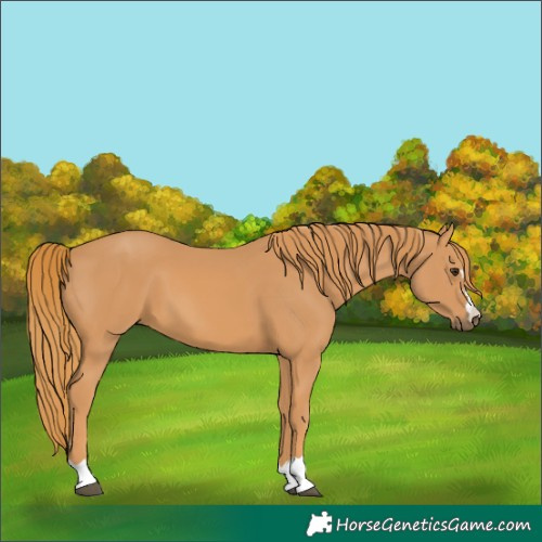 Horse Color:Chestnut 