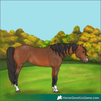 Horse Color:Bay 