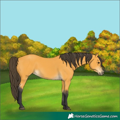 Horse Color:Buckskin 
