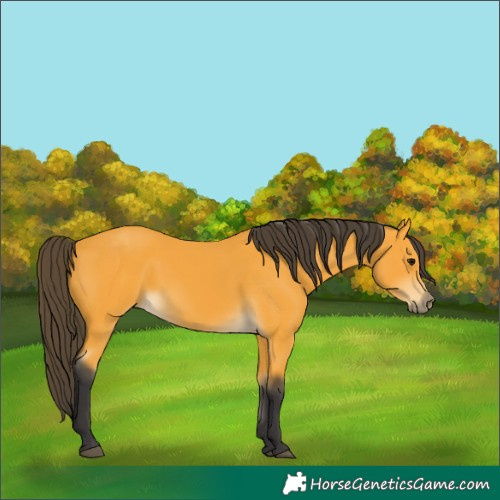 Horse Color:Buckskin 