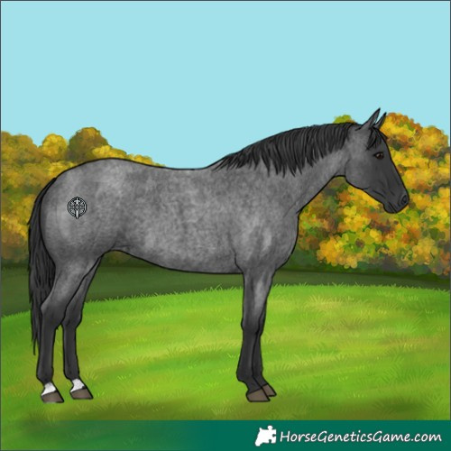 Horse Color:Blue Roan 