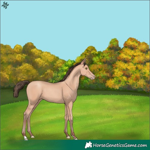 Horse Color:Amber Champagne
