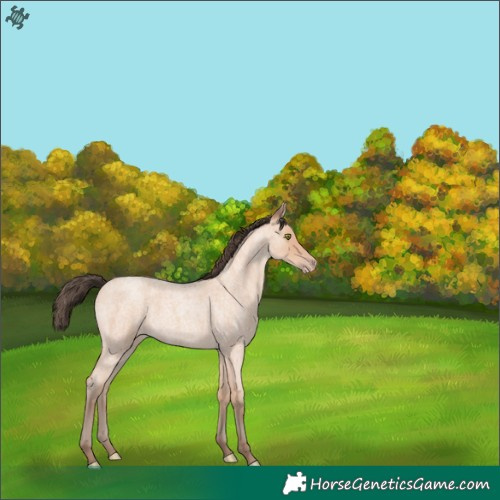 Horse Color:Amber Champagne Roan 