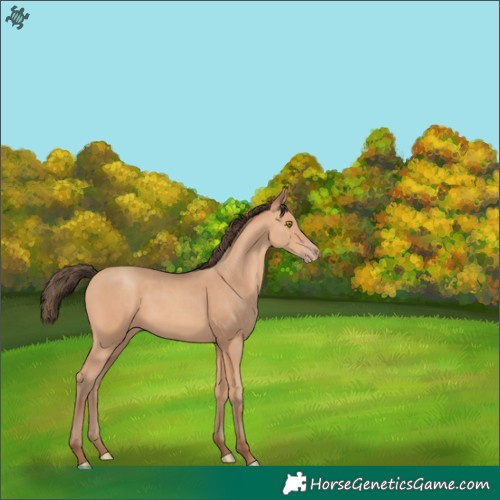 Horse Color:Amber Champagne 