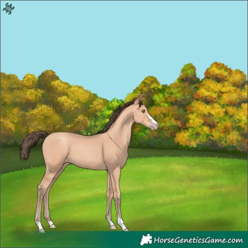 Horse Color:Amber Champagne 